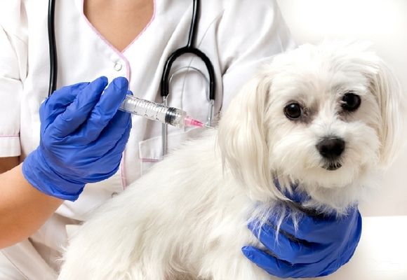Vakcinacija pasa protiv besnila
