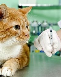 Vakcinacija mačaka protiv zaraznih bolesti