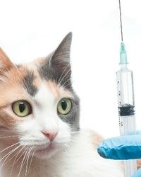Vakcinacija mačaka protiv besnila