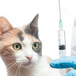 Vakcinacija mačaka protiv besnila