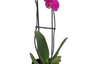 Cveće za rođendane - Za baku biljka orhideja