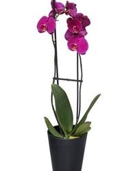 Cveće za rođendane - Za baku biljka orhideja
