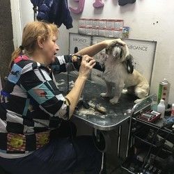 Kupanje sa higijenskim šišanjem malih pasa