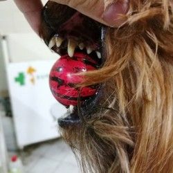 Skidanje kamenca sa zuba kod pasa