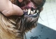 Skidanje kamenca sa zuba kod pasa