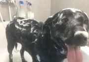 Kupanje pasa /Šumice