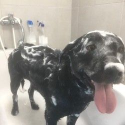 Kupanje pasa /Šumice