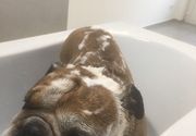 Kupanje kratkodlakih pasa /Lekino Brdo