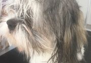 Šišanje dugodlakih pasa/  Lekino Brdo