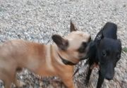 Čuvanje pasa malih rasa  uz veterinarsku negu i salon za ulepšavanje