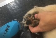 Povoljno brijanje i sredjivanje sapica Groomyvet Vozodvac salon za pse
