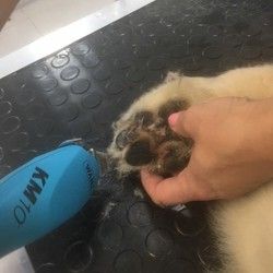 Povoljno brijanje i sredjivanje sapica Groomyvet Vozodvac salon za pse