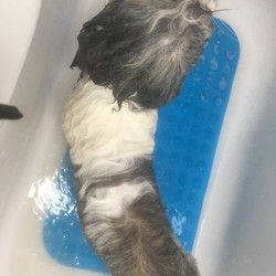 Kupanje pasa Groomyvet Salon za pse