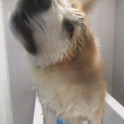 Povoljno kupanje pasa Groomyvet Salon za pse
