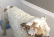 Povoljno kupanje malih pasa Groomyvet Salon za pse Sumice