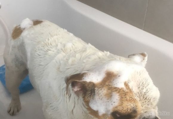 Povoljno kupanje malih pasa Groomyvet Salon za pse Sumice