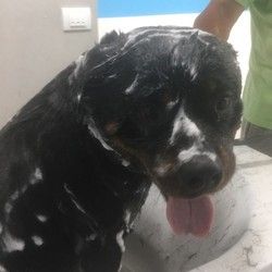Povoljno kupanje Velikiih pasa Groomyvet Salon za pse Sumice