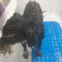 Povoljno kupanje pasa Groomyvet Sumice