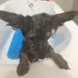 Najpovoljnije kupanje pasa Groomyvet salon Vozdovac