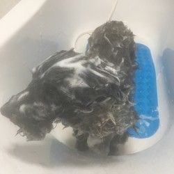Povoljno kupanje pasa Groomyvet