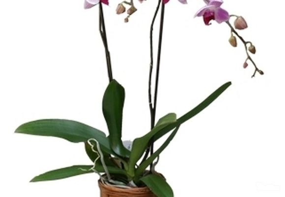Saksijko cveće - Biljka orhideja u pletenoj posudi