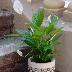 Saksijko cveće - Biljka Spatifilum u keramičkoj posudi