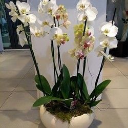 Saksijko cveće - Phalenopsis orhideje u unikatnoj keramičkoj posudi