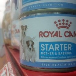 Hrana za štence / Starter royala canin