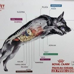 Veterinarska ambulanta za pse /Šabac