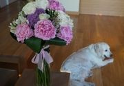 Cveće poklon - Buket u vazi, najlepši poklon za rođendan