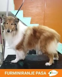 Furminiranje pasa Sabac