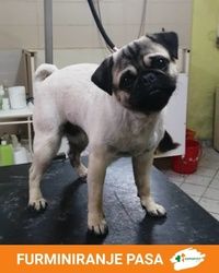 Furminiranje pasa malih rasa