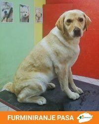 Furminiranje labradora