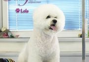 Frizer za pse - Lola
