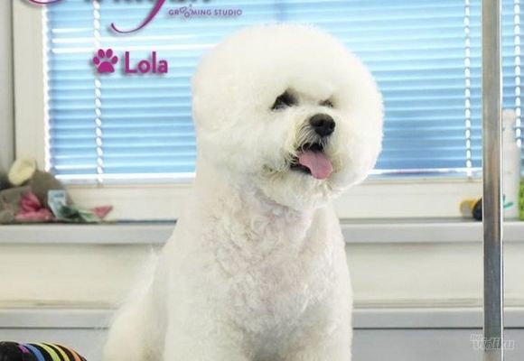 Frizer za pse - Lola