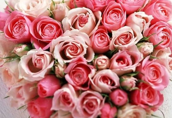 Ruže - cvetni aranžman srce roze bele ruže - Cvećara Quince Flower