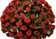 101 ruža - crvene ruže - Cvećara Quince Flower