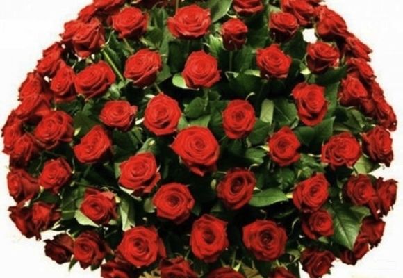 101 ruža - crvene ruže - Cvećara Quince Flower