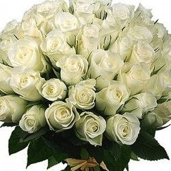 101 ruža - bele ruže - Cvećara Quince Flower