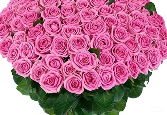 101 ruža - roze ruže - Cvećara Quince Flower