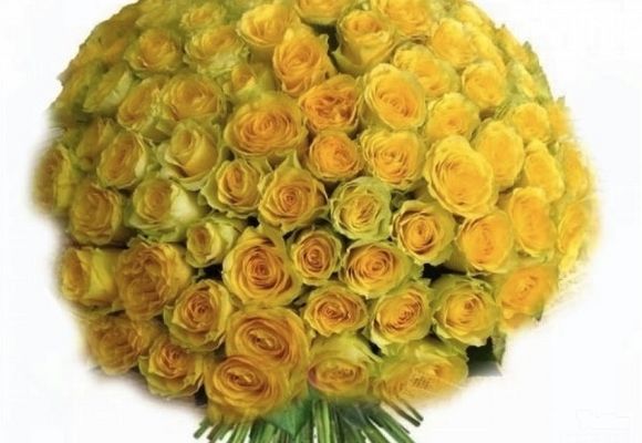 101 ruža - žute ruže - Cvećara Quince Flower