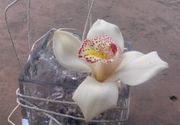 Orhideje - orhideja u gelu - Cvećara Alpinija