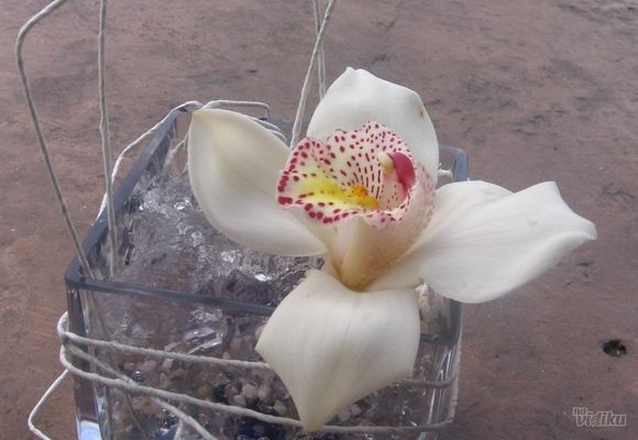 orhideje---orhideja-u-gelu---cvecara-alpinija.jpg
