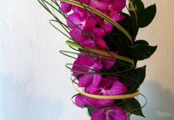 orhideje---buket-orhideja-vanda---cvecara-alpinija.jpg