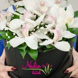 Orhideje - devet orhideja u elegantnoj kutiji - Cvećara Nađin kutak
