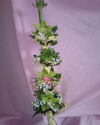 Orhideje - aranžman sa orhidejom i čuvarkućom - Cvećara Nađin kutak