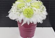 Dostava cveća - aranžman u keramičkoj posudi sa zelenim karanfilom - Cvećara Flowers Silver Pack