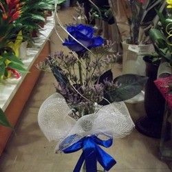 Dostava cveća - plava ruža - Gift shop i cvećara Neven