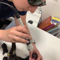 Dezurni veterinar Dorcol