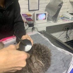 Veterinarski pregled Dorcol